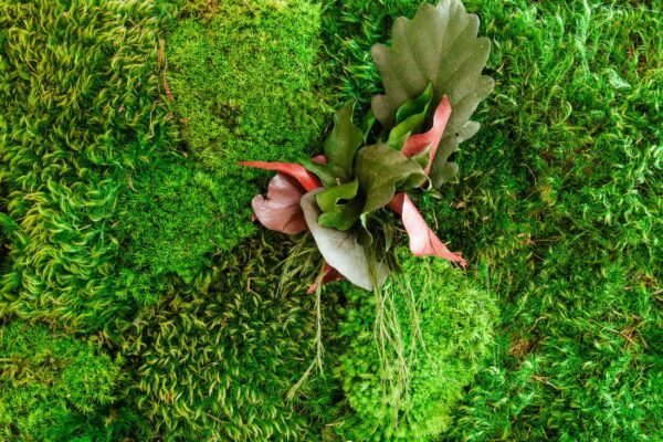 Moss Picture with Provence Moss, Cushion Moss and Leaves - Image 3
