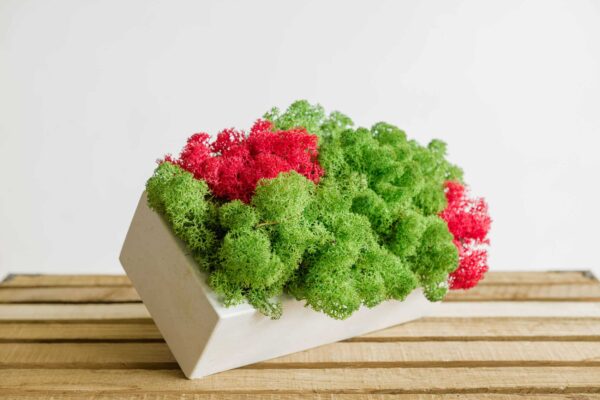 Geometric concrete vase with stabilized reindeer moss on a wooden surface