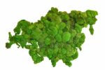 World Map with Ball Moss – Continents - Image 2