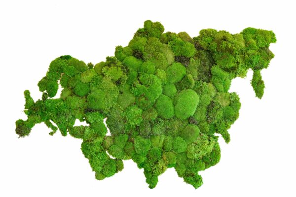 World Map with Ball Moss – Continents - Image 2