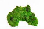 World Map with Ball Moss – Continents - Image 3