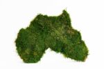 Flat Moss World Map - Continents - Image 4