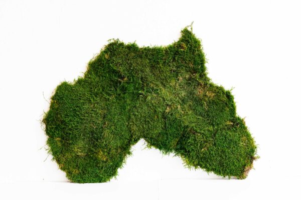 Flat Moss World Map - Continents - Image 4