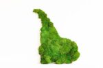 World Map with Ball Moss – Continents - Image 4
