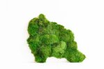 World Map with Ball Moss – Continents - Image 5