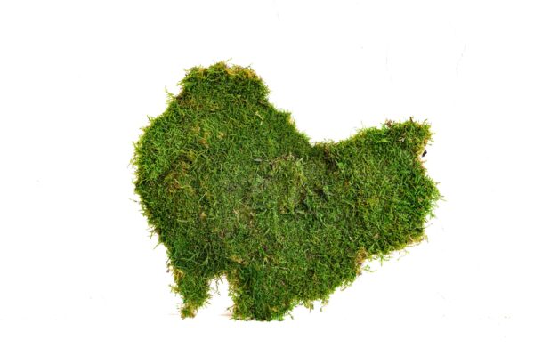 Flat Moss World Map - Continents - Image 2