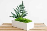 Concrete Vase with Fern Moss and Plants