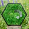 Hexagonal preserved moss wall art with botanical accents resting on a tree stump in a field.