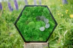Hexagon with Ball Moss and Plants