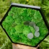 Textured green bun moss and round leaves framed in a black hexagon, shown up close on a tree stump.