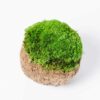 Textured coconut shell filled with vibrant light green ball moss, viewed from above.