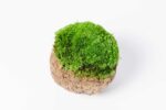 Coconut with Ball Moss and Provence Moss - Image 3