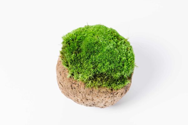Coconut with Ball Moss and Provence Moss - Image 3