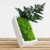 Angled white concrete planter with bright green moss and fern leaves resting on wooden slats