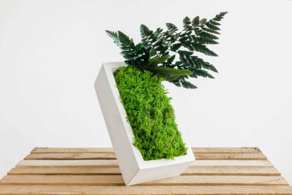 Concrete Vase with Fern Moss and Plants - Image 4