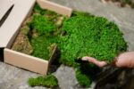 Farn Moss | Decorative Moss - Box 2.5 kg