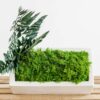 Front view of white rectangular concrete planter with vibrant green moss and standing fern leaves.