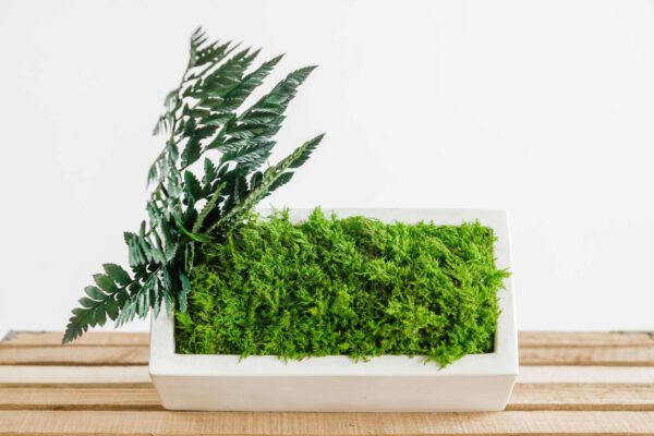 Concrete Vase with Fern Moss and Plants - Image 3