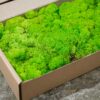 Preserved spring green reindeer moss packed in an open cardboard box on a stone surface.