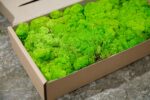 Preserved Island Moss | Wall Moss and Moss Art 5kg - Image 3