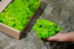 Preserved Island Moss | Wall Moss and Moss Art 5kg