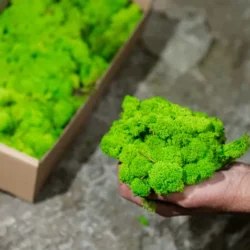 Preserved Island Moss | Wall Moss and Moss Art 5kg