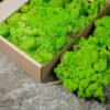 Open cardboard box packed with bright green preserved reindeer moss on stone surface