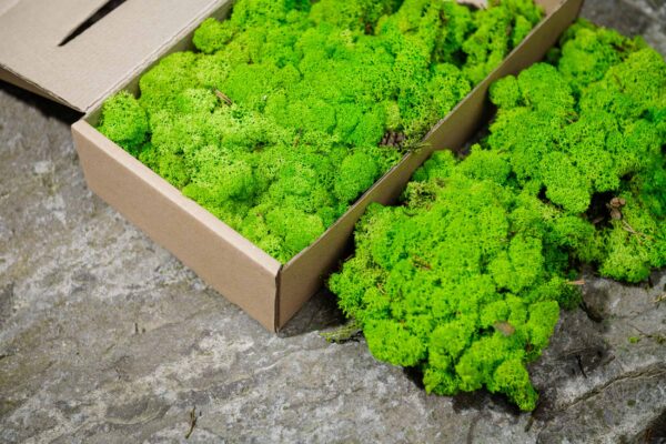Preserved Island Moss | Wall Moss and Moss Art 5kg - Image 2