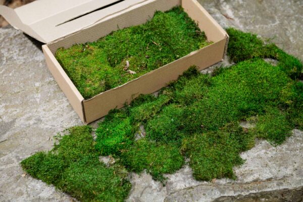 Preserved flat forest moss – size M box - Image 3