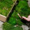 Hand holding a clump of green preserved moss next to an open cardboard box packed with flat moss