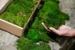 Preserved flat forest moss – size M box - Image 4