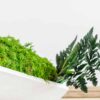 Close-up of white concrete planter filled with bright green moss and dark green fern fronds.