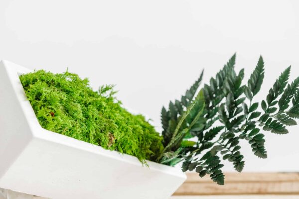 Concrete Vase with Fern Moss and Plants - Image 2