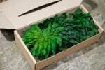 Preserved Plant Rose of Jericho – Decoration - Image 6