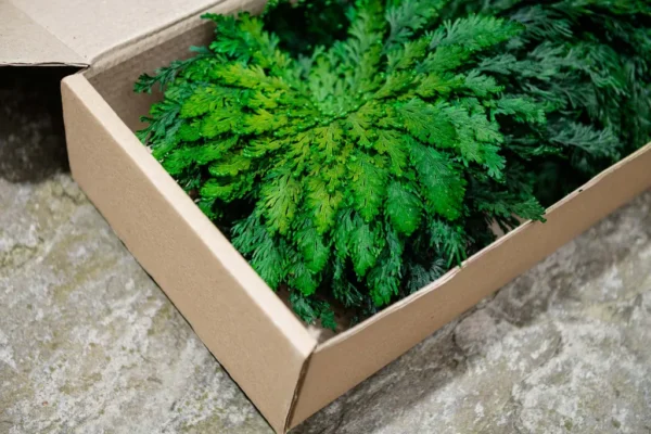 Preserved Plant Rose of Jericho – Decoration - Image 5