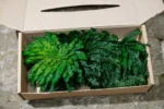 Preserved Plant Rose of Jericho – Decoration - Image 4