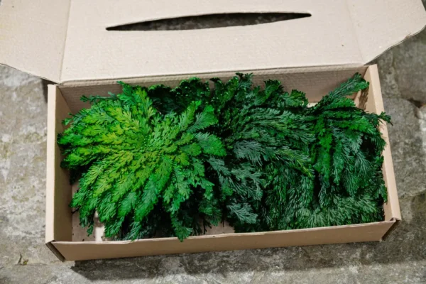 Preserved Plant Rose of Jericho – Decoration - Image 4