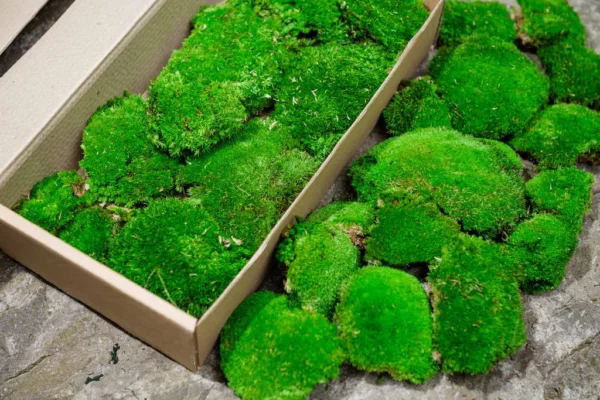 Kugel Moss, Cushion Moss, Bollen Moss – Size M - Image 4