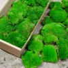 Bright green ball moss clusters inside an open cardboard box alongside moss on a stone ledge