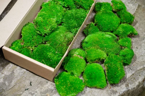 Kugel Moss, Cushion Moss, Bollen Moss – Size M - Image 5