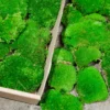 Vibrant green ball moss clumps packed in an open cardboard box beside loose pieces on stone