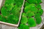 Kugel Moss, Cushion Moss, Bollen Moss – Size M - Image 2