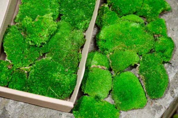 Kugel Moss, Cushion Moss, Bollen Moss – Size M - Image 2