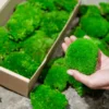 Preserved ball moss pieces packed in a cardboard box with a hand holding a moss cluster