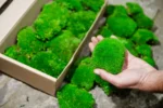 Kugel Moss, Cushion Moss, Bollen Moss – Size M