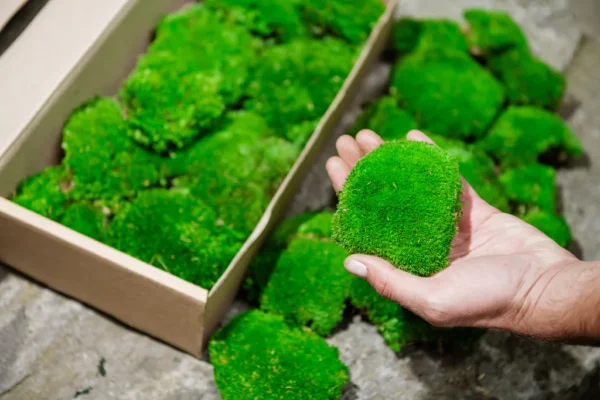 Kugel Moss, Cushion Moss, Bollen Moss – Size M - Image 3