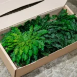 Preserved Plant Rose of Jericho – Decoration - Image 2