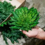 Preserved Plant Rose of Jericho – Decoration