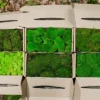 Six open cardboard boxes packed with assorted preserved green moss varieties