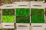 Kugel Moss, Cushion Moss, Bollen Moss – Size M - Image 8